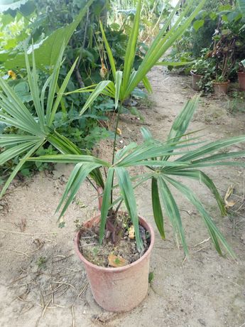 palmeiras naturais