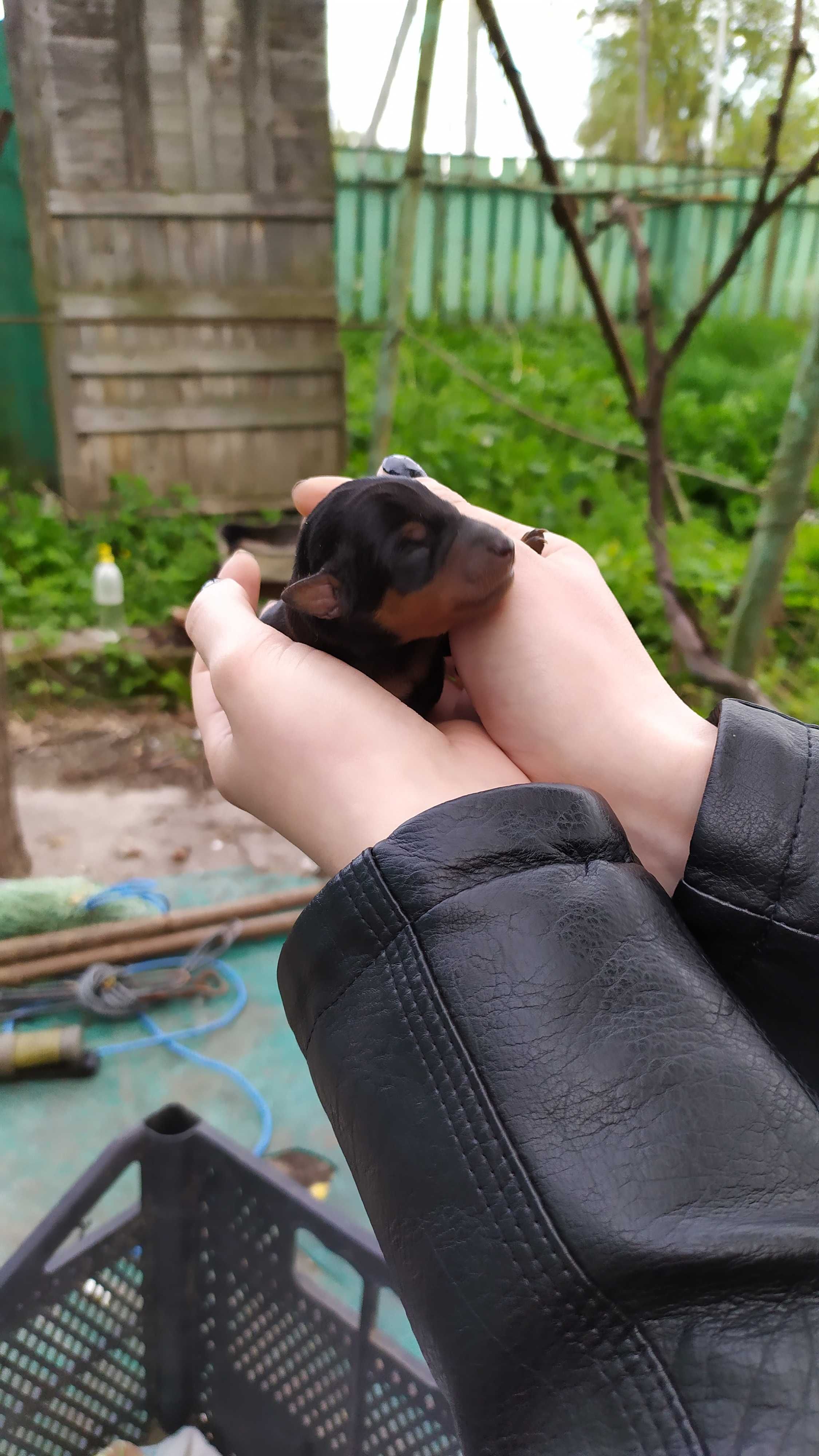 Продаються цуценята Цвергпінчера