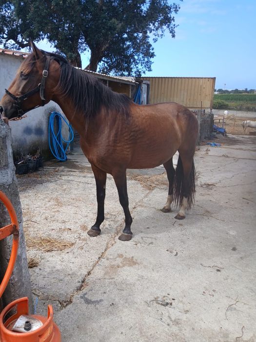 Egua para venda  bem montada com 9 anos de idade