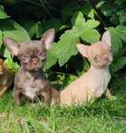 Piękna czekoladowa księżniczka chihuahua mini. Rodowod FCI
