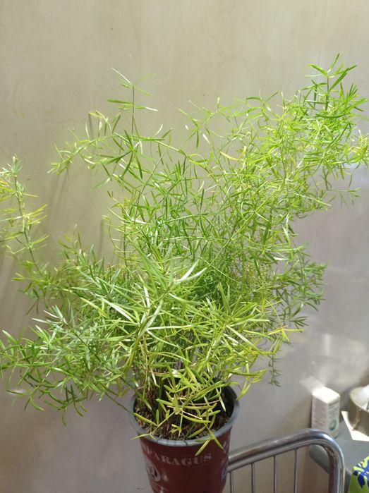 Аспарагус, комнатный.