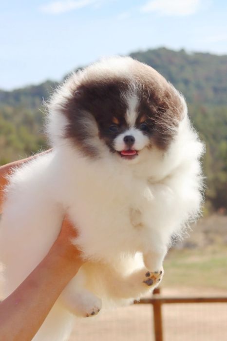 Lulu da pomerania spitz alemao anao