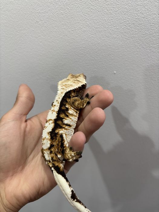 gekon orzesiony SAMICA Tricolor 70g