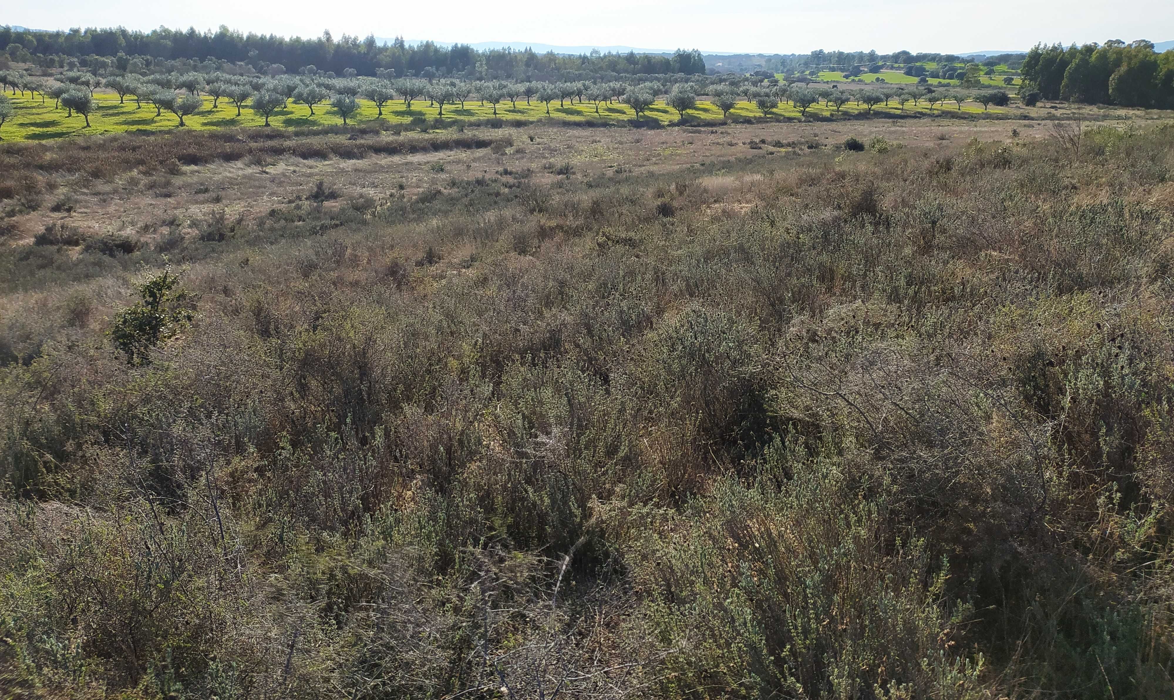 Terreno agrícola com 6ha.