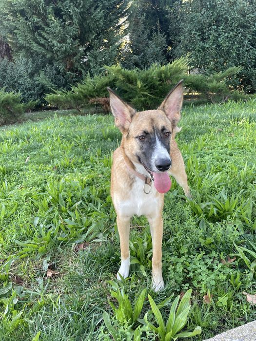7 meses dá-se bem com caes e gatos