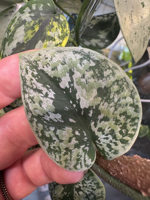 Scindapsus Tricolor Platinum - pedówka