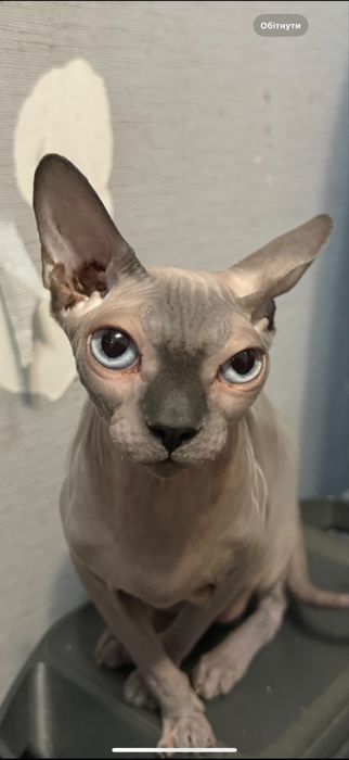 Коты Канадский Сфинкс