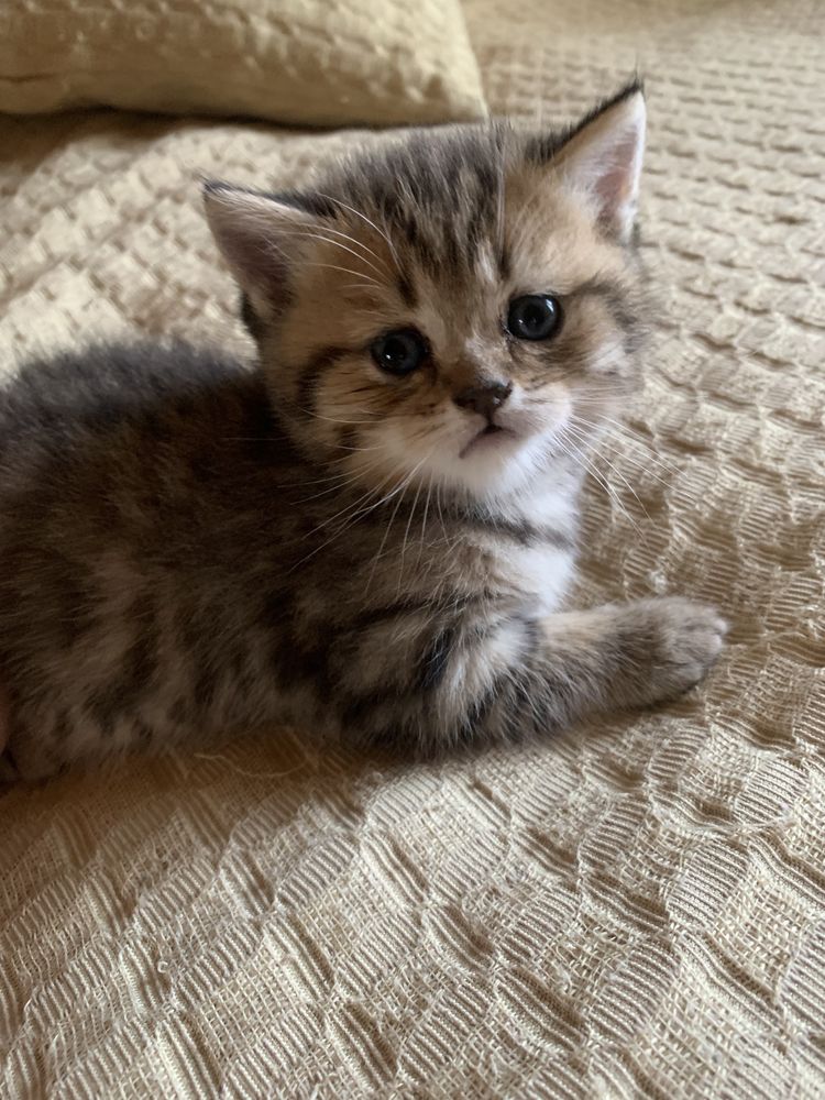 Шиншиловий хлопчик