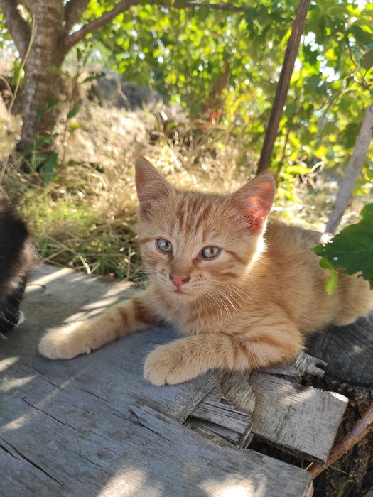 Котики котята 2 месяца