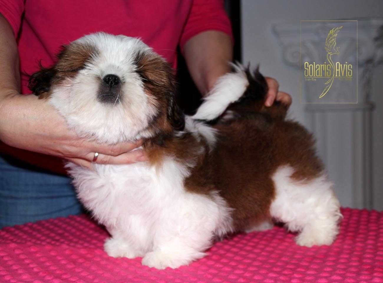 shih tzu - szczeniaczek