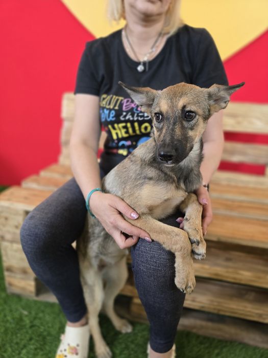 Собачка в добрі ручки!