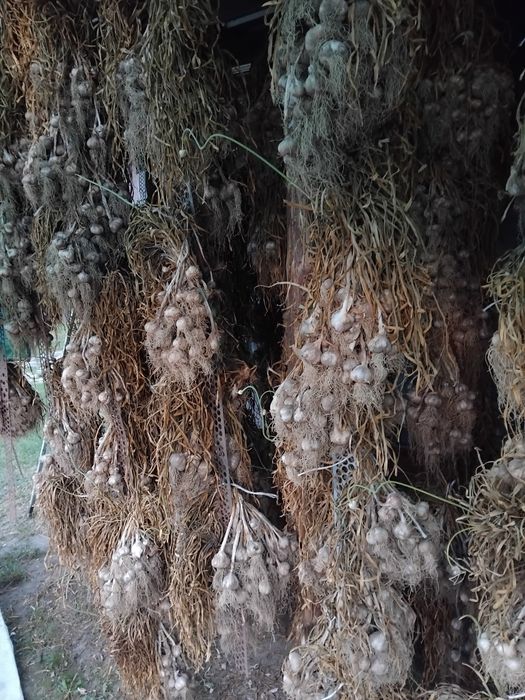 Polski czosnek harnaś