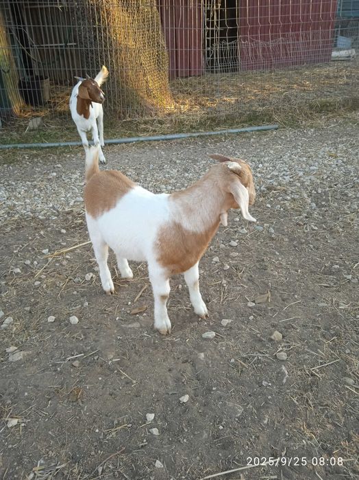 Cabrito Boer macho