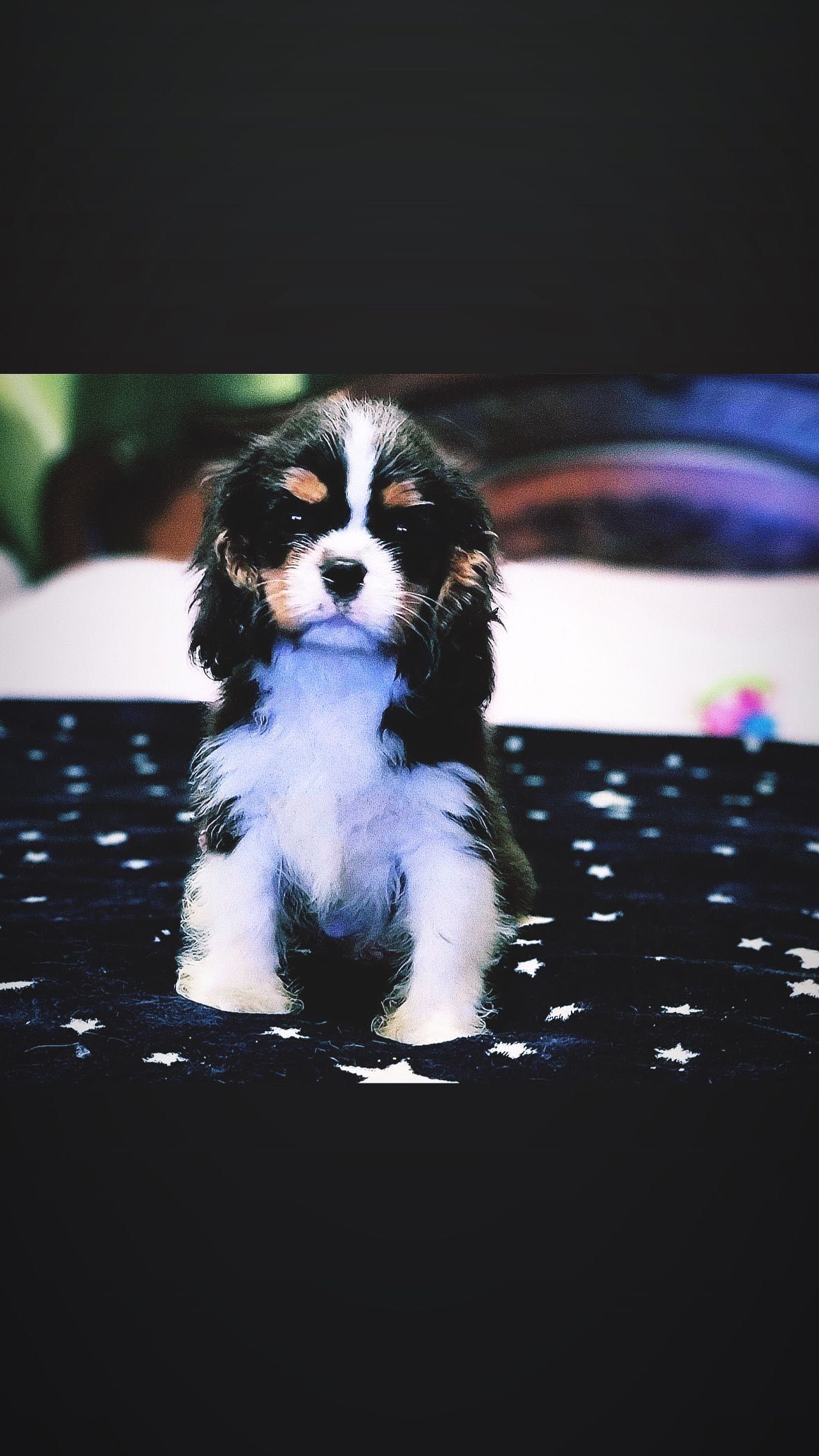 Bebe Cavalier King Charles Spaniel