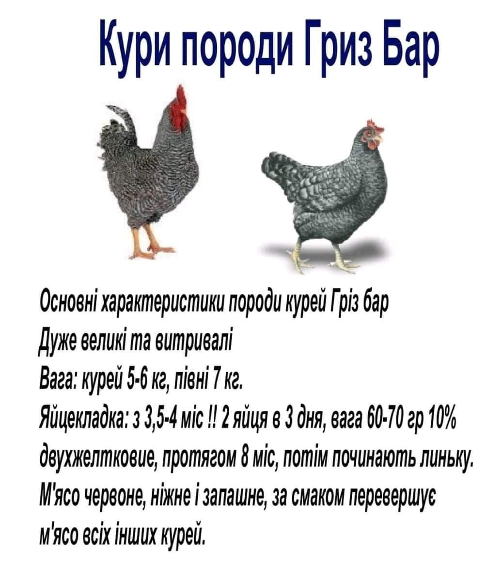 Реализацыя :утка,бройлер,курчата мясояичной породы,гуси,куры несушки