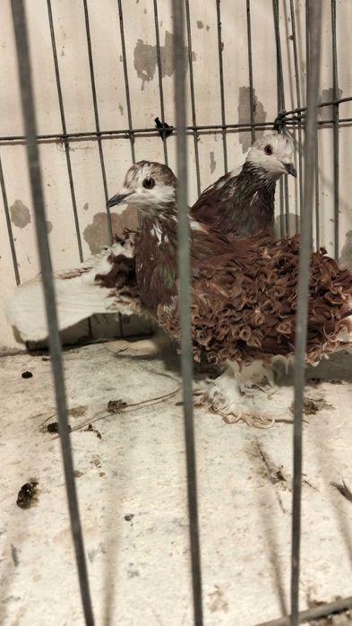 Loczki czerwone para