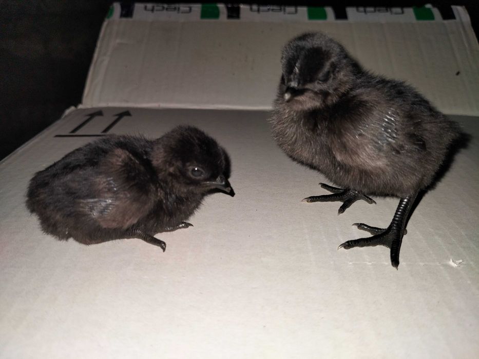 Pisklęta ayam cemani