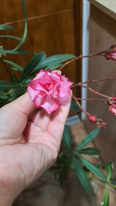 Kwiat doniczkowy, duży. Oleander różowy podwójny 165cm wysokość