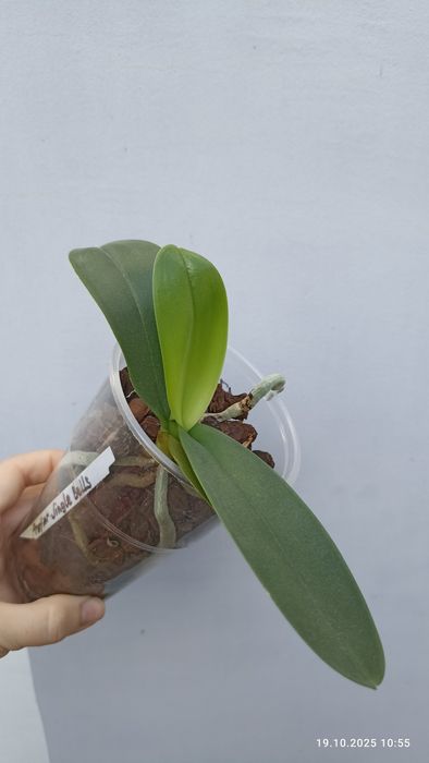 Орхідея орхидея метелик