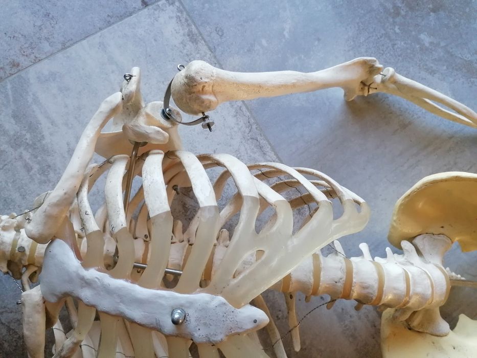 Szkilet edukacyjny człowieka  150 cm