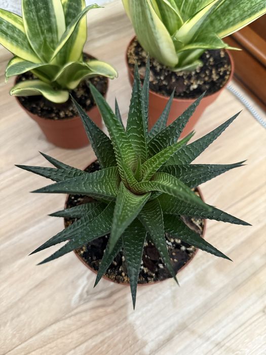 Haworthia limifolia, хавортія ліміфолія, сукулент