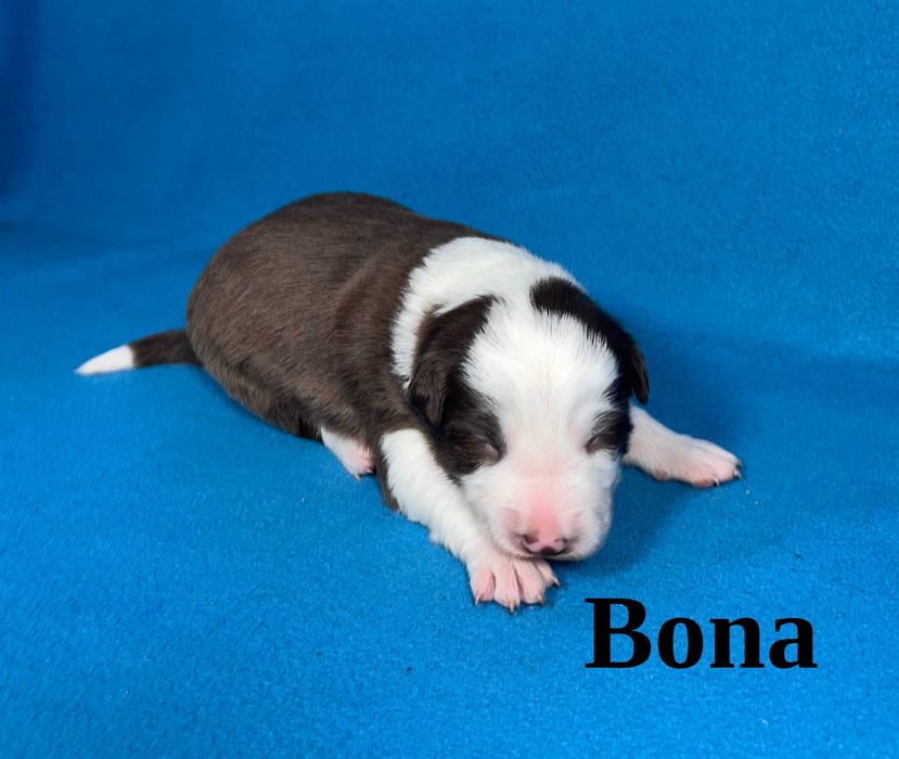 Border Collie, Suczka z Rodowodem, Rodzice przebadani, Bona
