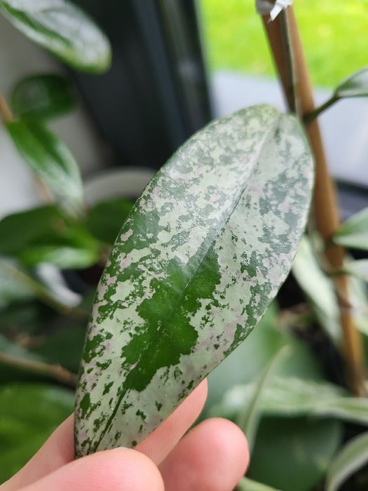 Hoja pubicalyx pink silver ghost