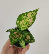 Aglaonema Red Ruby Maluszek