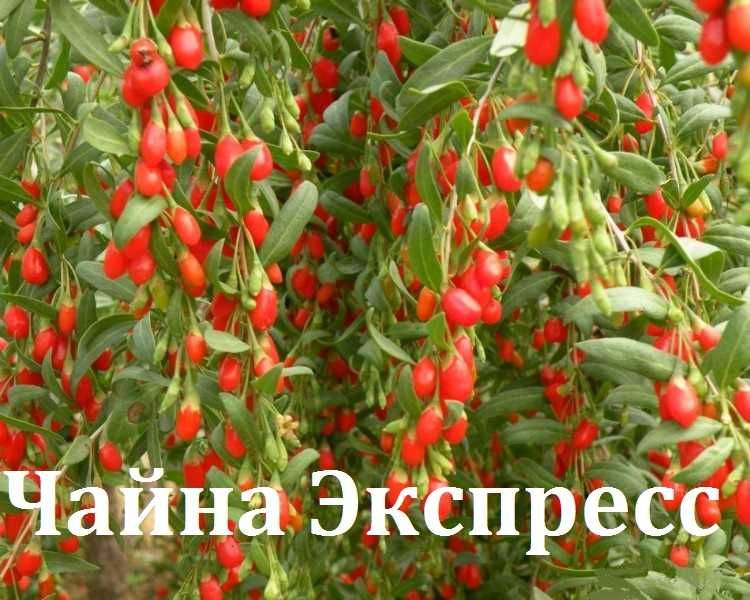 Саженцы годжи сортовые