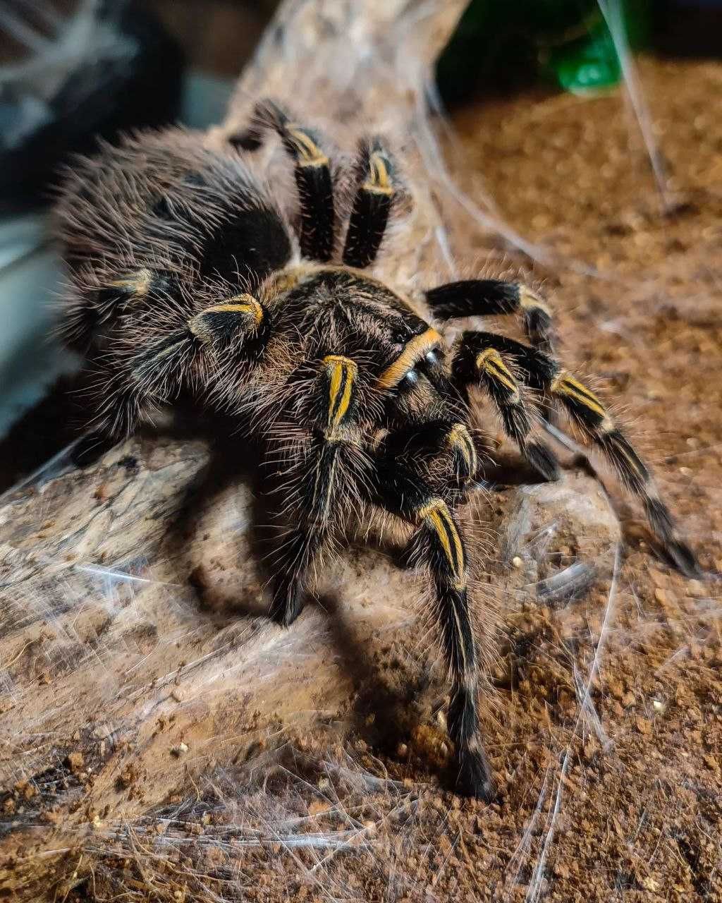 Самка огромная Grammostola pulchripes паук птицеед для новичков