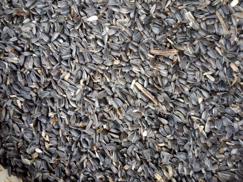 Sprzedam Słonecznik gryka