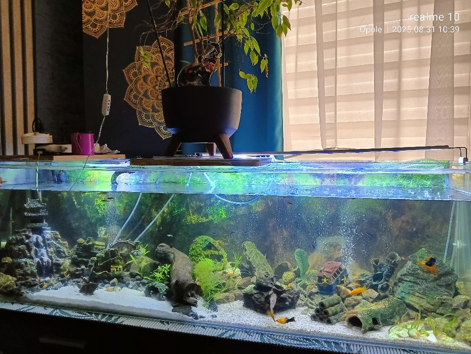 Mam na sprzedaż Akwarium 240 l