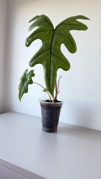 Алоказія Жаклін, Алоказія Зебріна