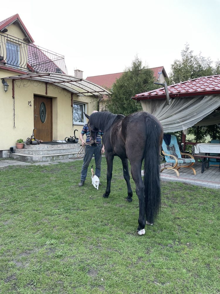 Klaczka polski koń sportowy
