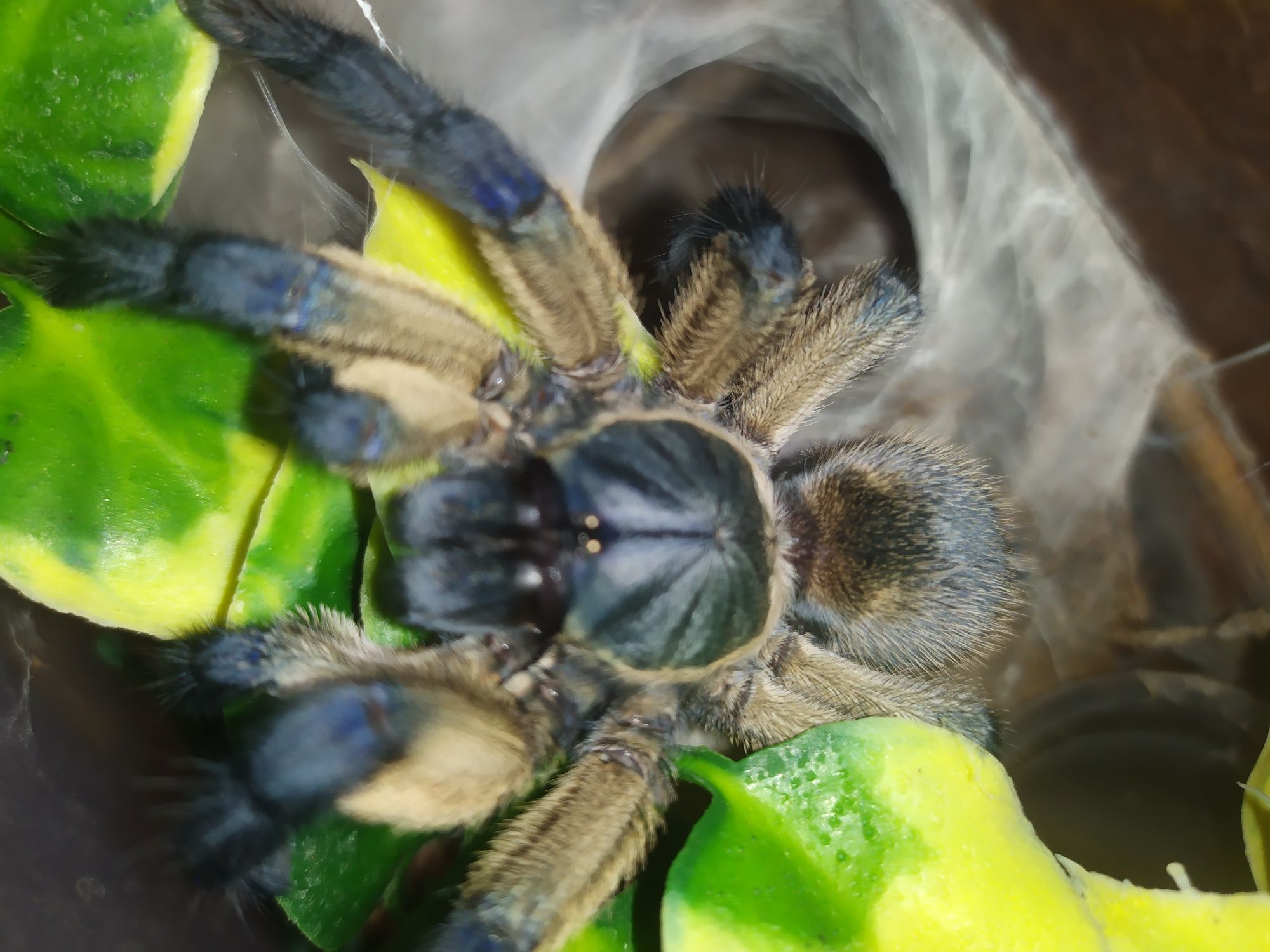 Monocentropus Balfouri samica ptasznik pająk 4,7 DC