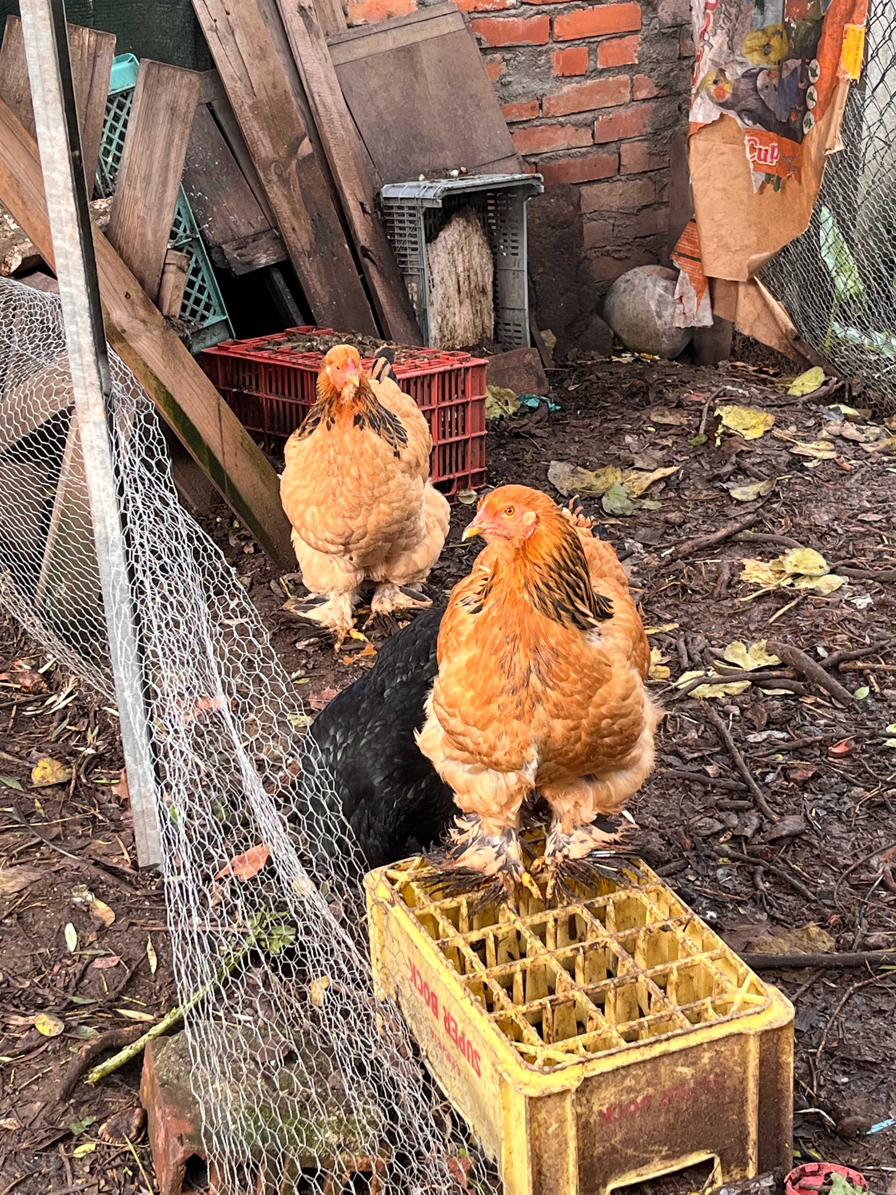 BRAHMA BUFF (ovos e aves)