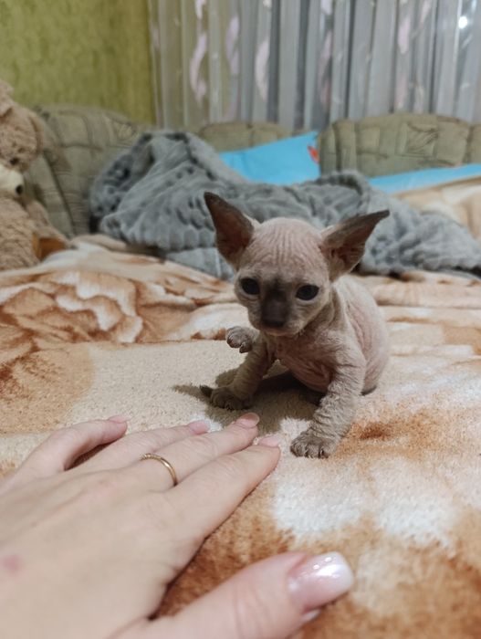 Кошенята канадський Сфінкс