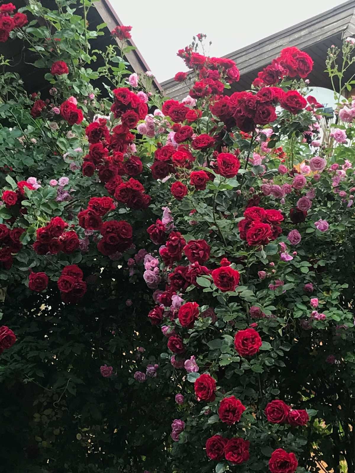Троянди / рози плетисті - оброблені живці / черенки  для укорінення