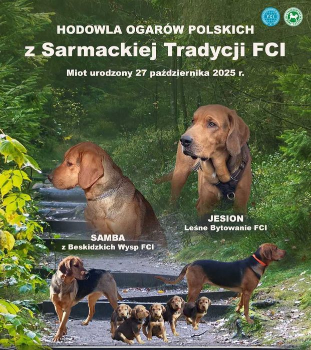 Ogar Polski - suczka z rodowodem ZKwP/FCI