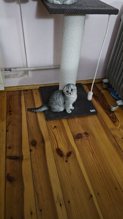 Шотландське кошеня