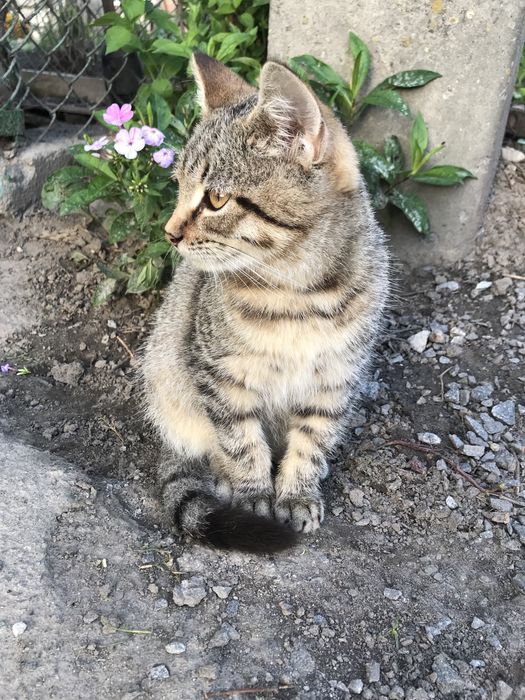 Котик 4 міс. хлопчик тигровий