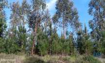 Terreno em Graça de 8120,00 m2