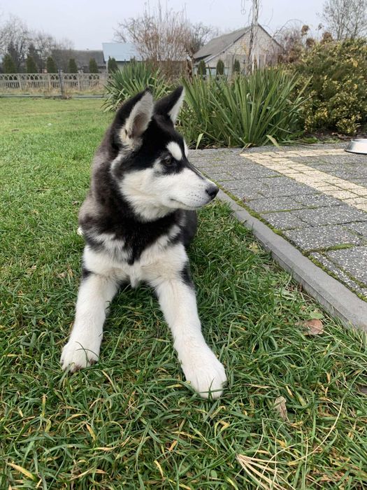 Szczeniak (suczka) Siberian Husky