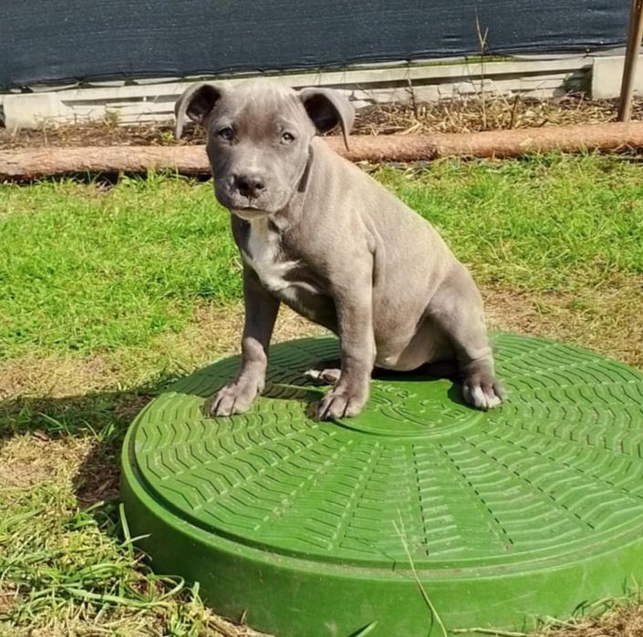 Śliczna sunia Pitbull terrier