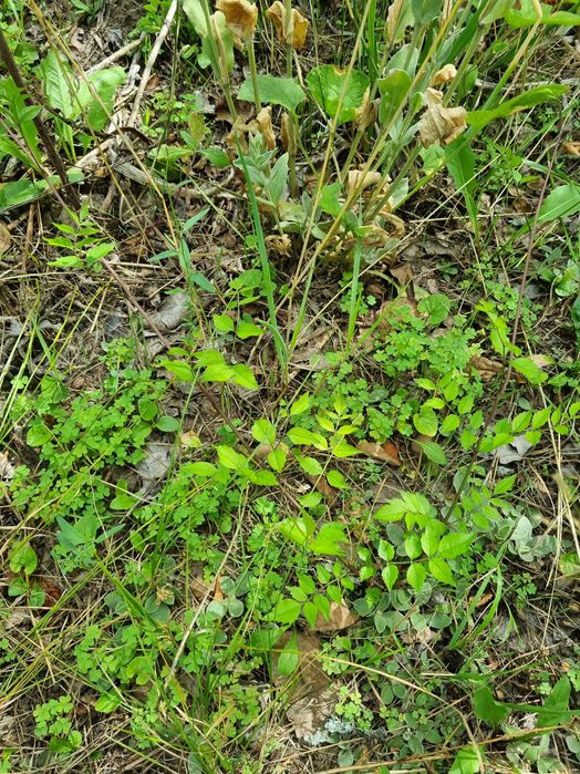 Кампсис. Текома. Лиана