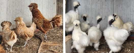 Galinhas Sedosas e "showgirl"; Padovanas