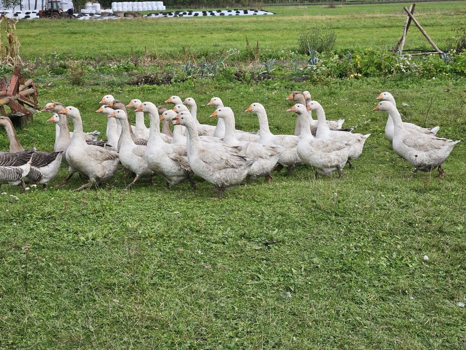 Gesi drób kury gąski