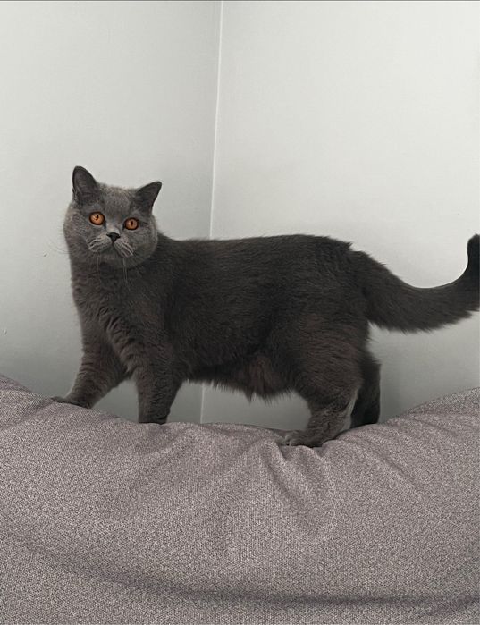 Kot brytyjski liliowy i niebieski