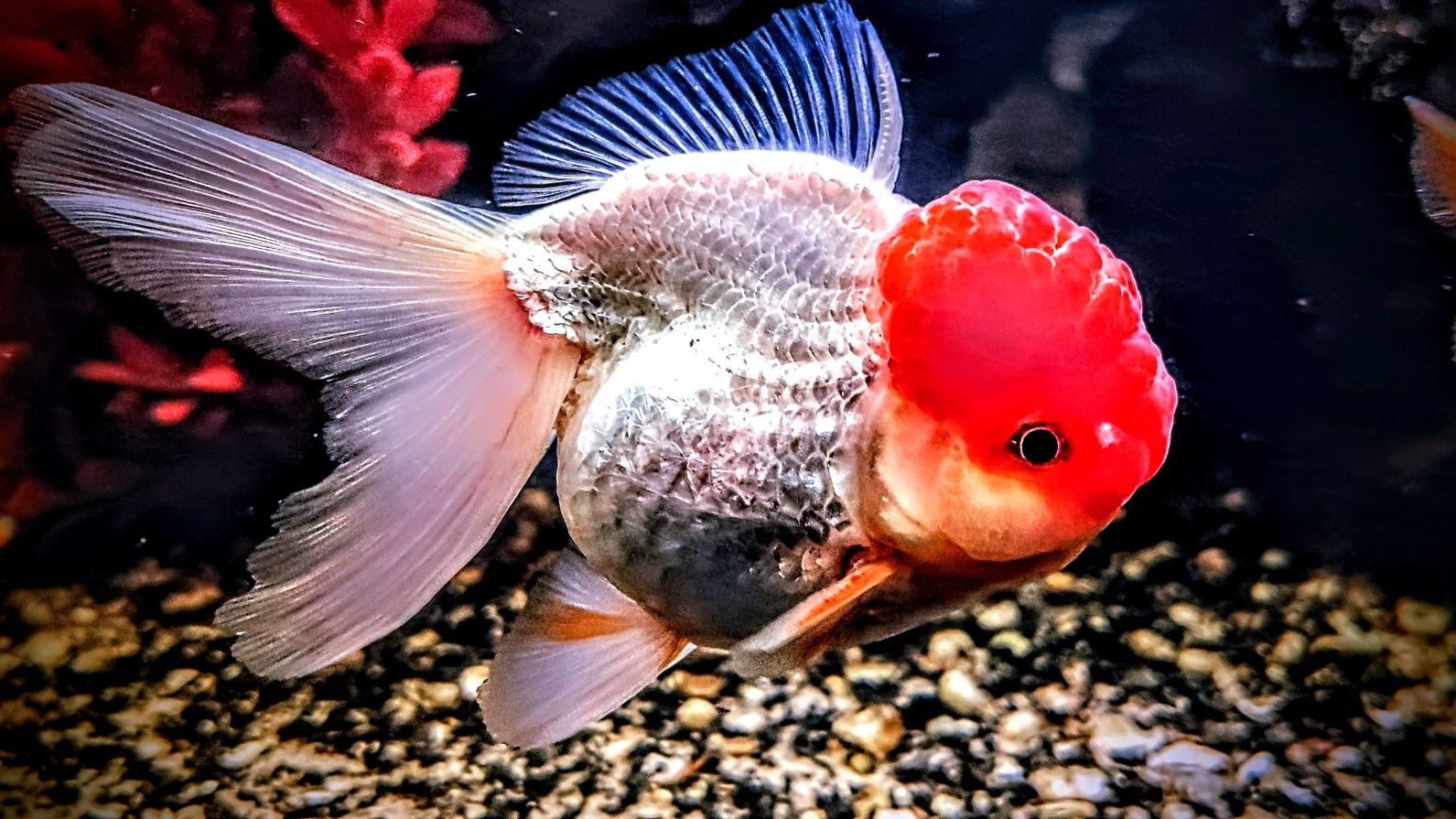 ,,Oranda Red head,,czerwony kapturek welonki welony welonka goldfish