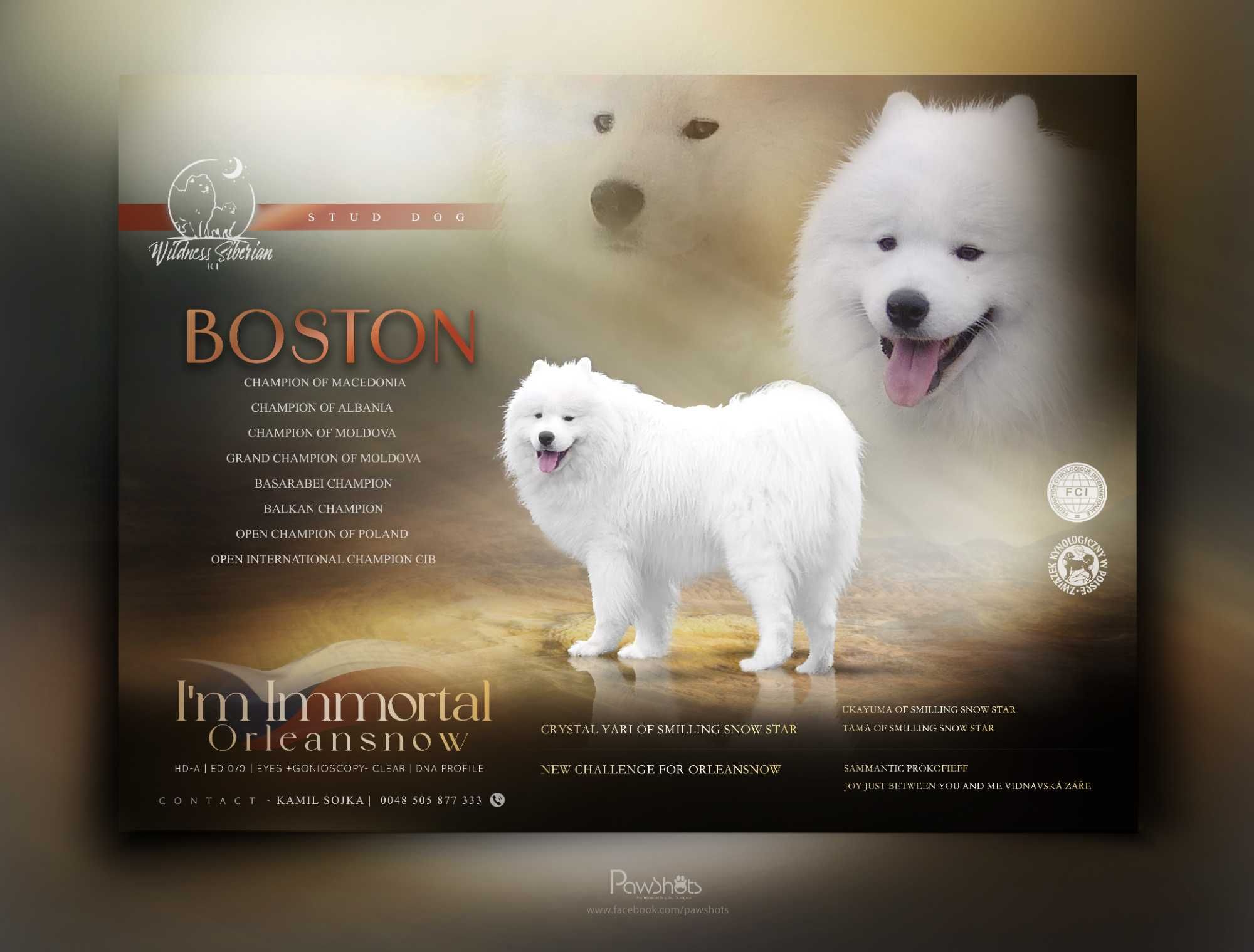 ... Samoyed / samojed chłopiec FCI ZKwP 2025 Wildness Siberian ...